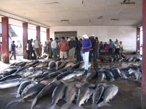 shark market, Indonesia