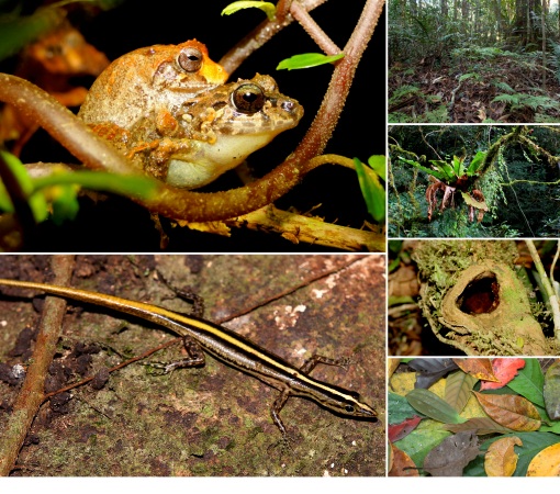 Luzon forest frogs