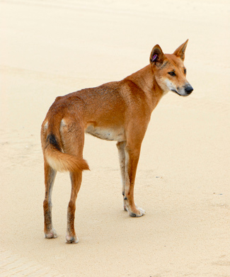The dingo a true-blue, native species